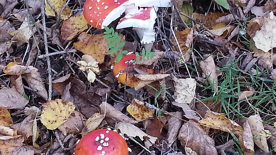Pilzzeit im Herbst Herbstzeit - Lesezeit